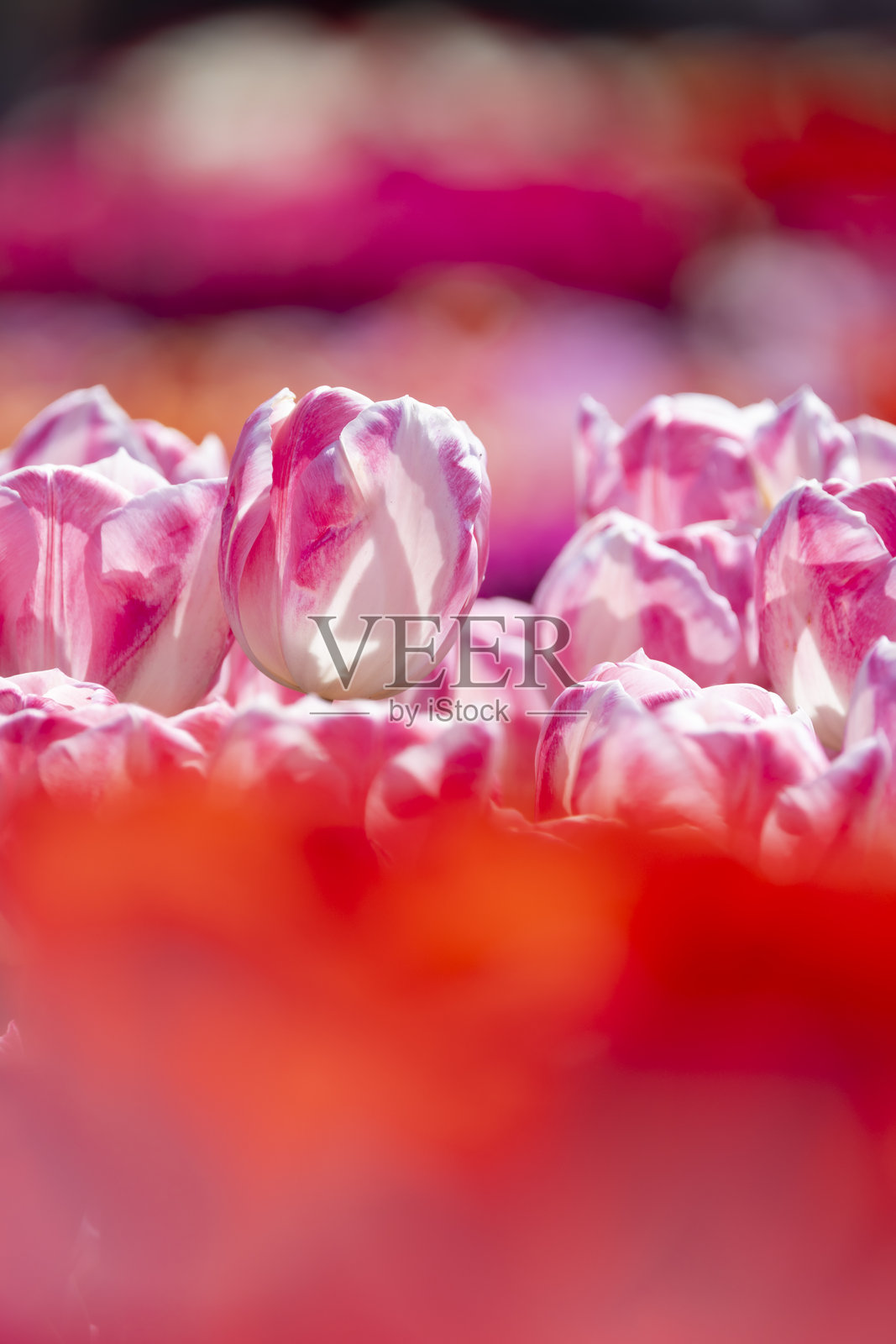 春天的五彩斑斓的田野中盛开的粉色和白色郁金香照片摄影图片