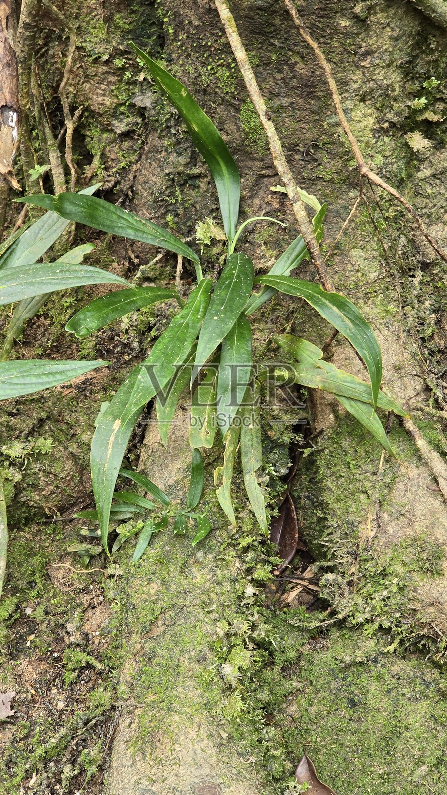 热带森林中生长在苔藓树根上的野生附生兰花。照片摄影图片
