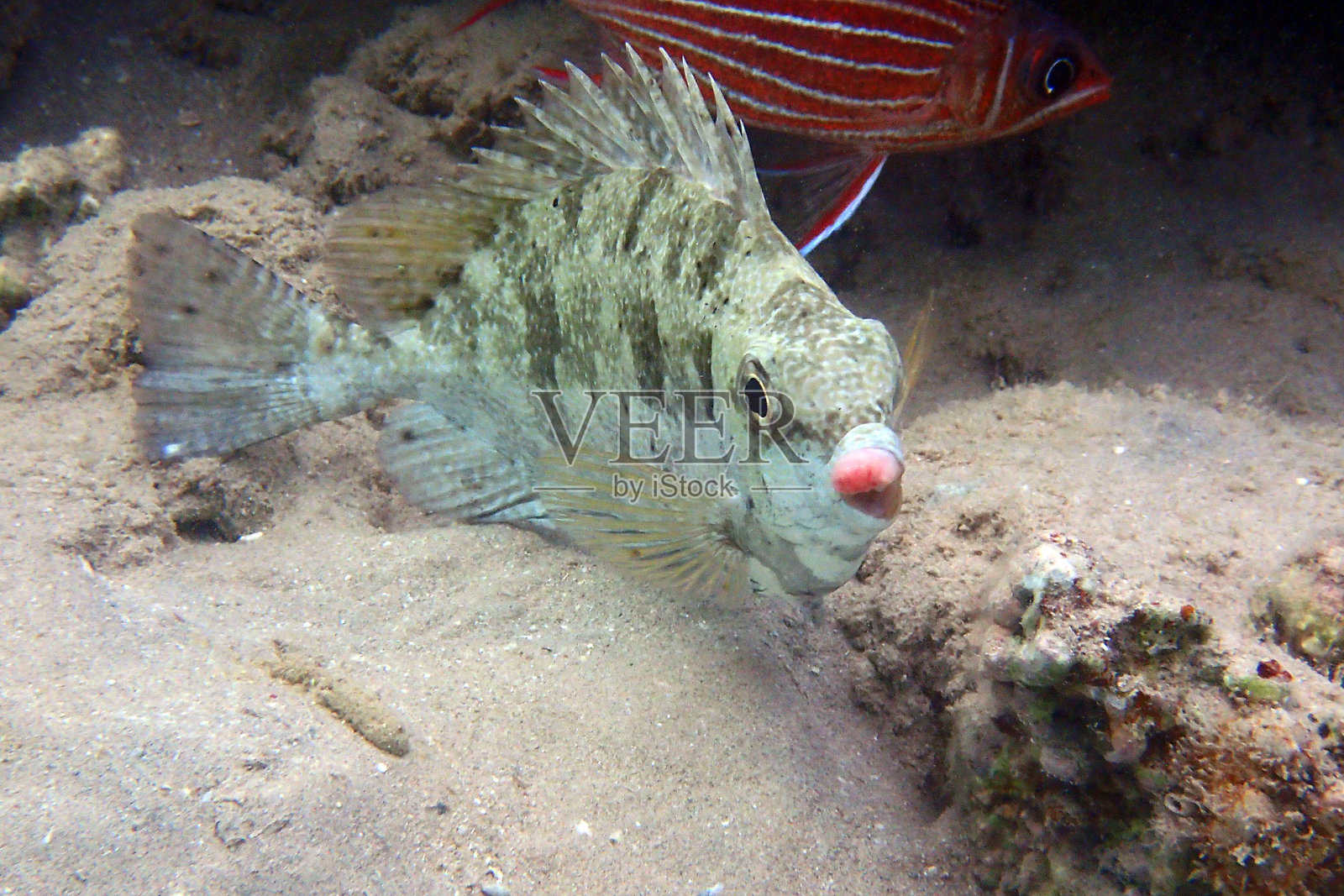 红海的波纹兔鱼（Siganus rivulatus）照片摄影图片