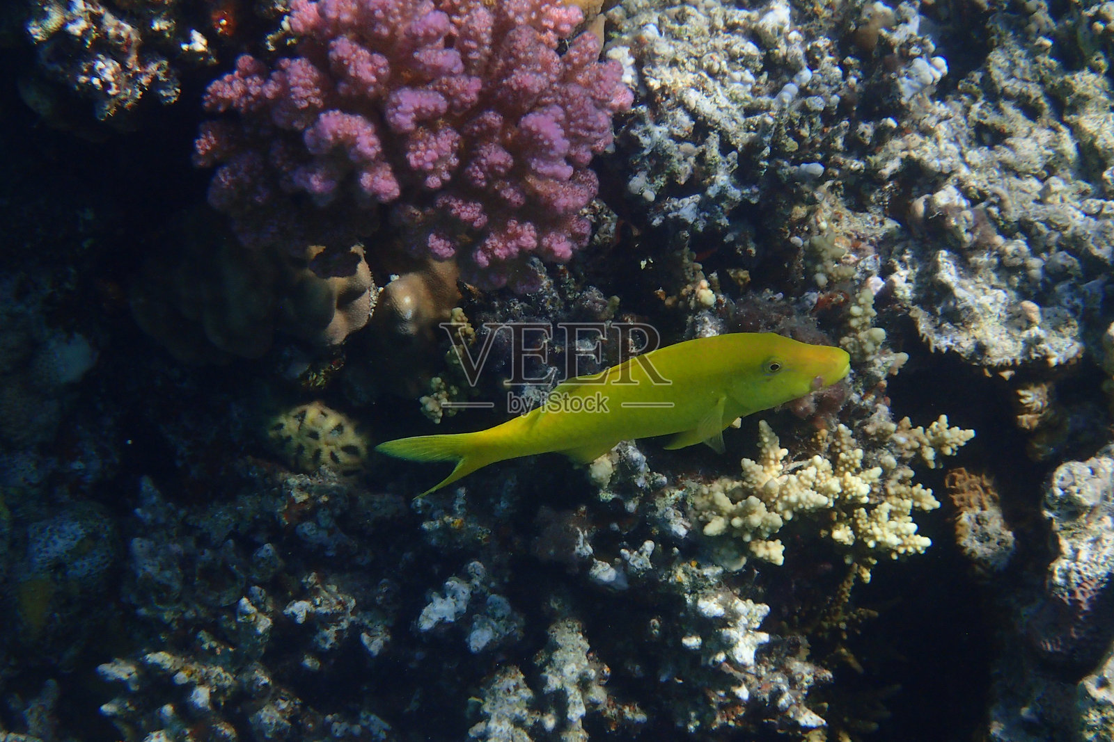 红海的黄鞍山羊鱼（Parupeneus cyclostomus）照片摄影图片