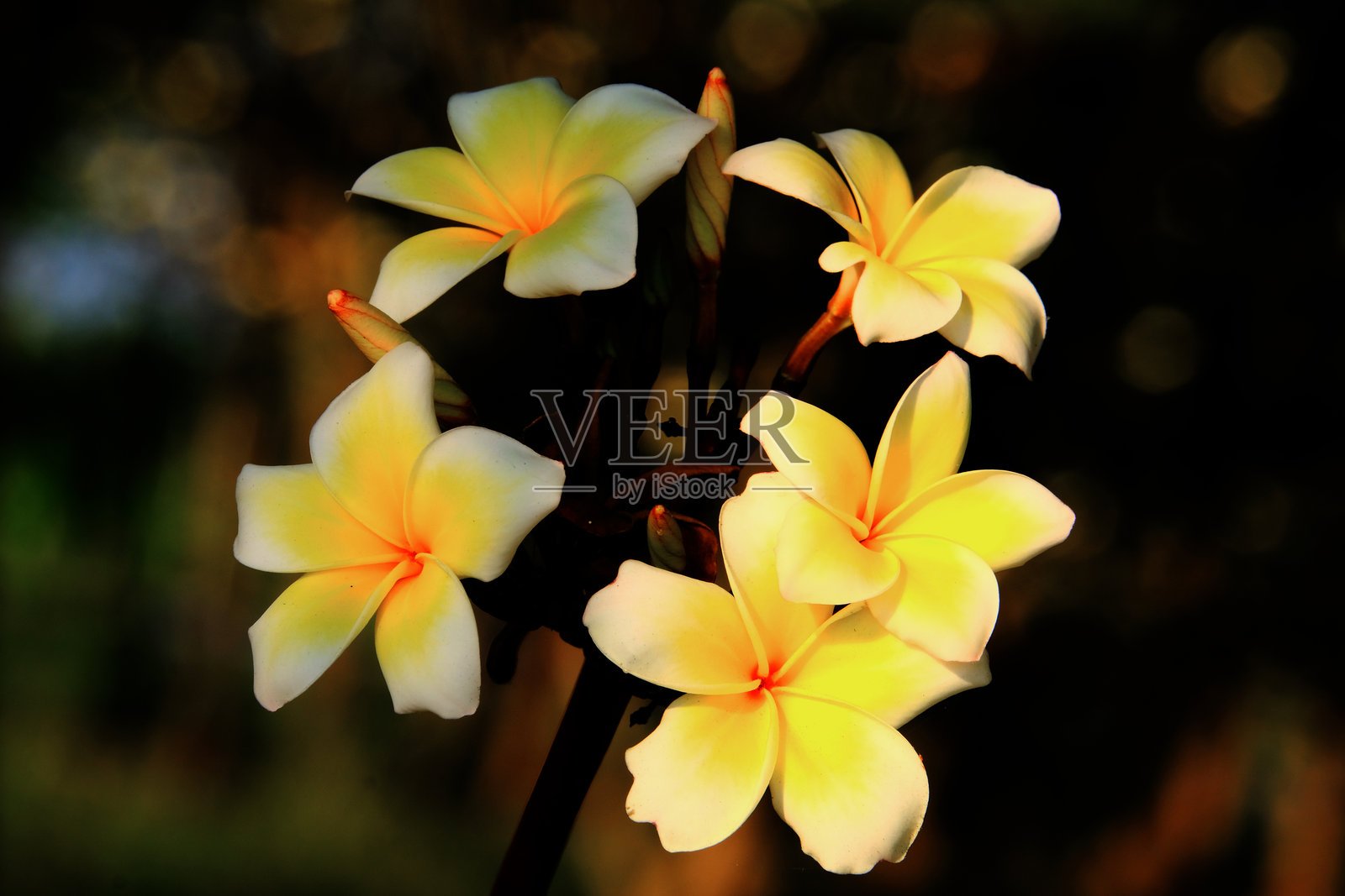 黄色花朵照片摄影图片