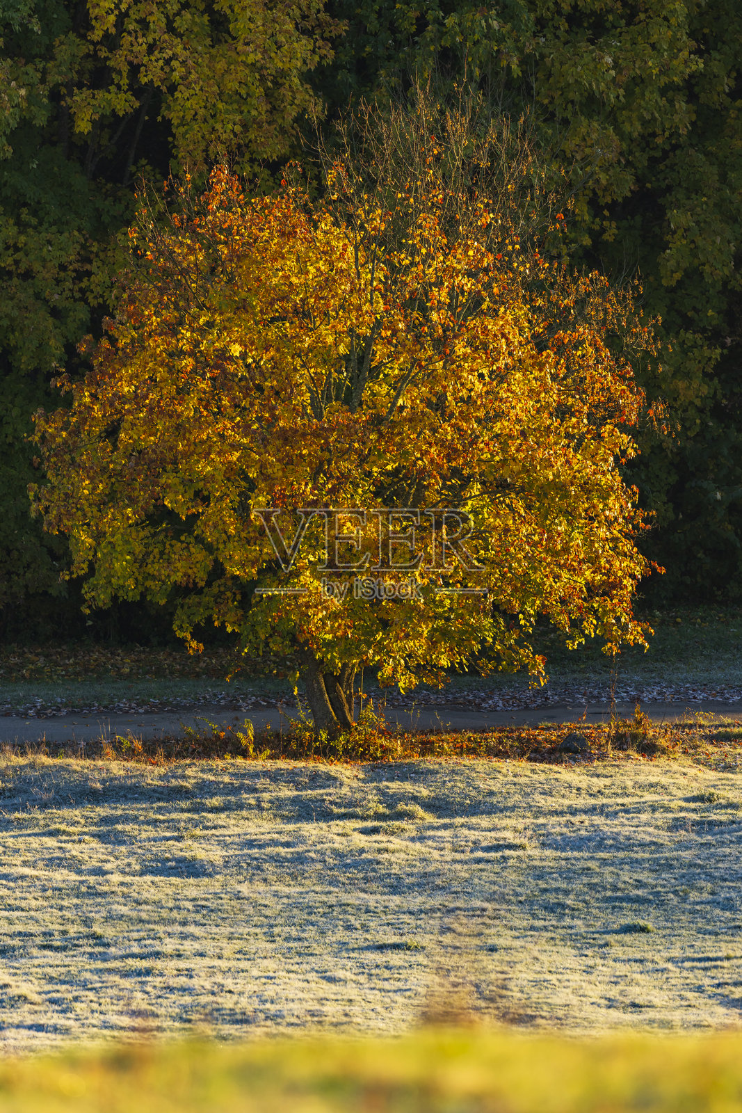 孤独的金色树木在秋天的日出中闪耀照片摄影图片