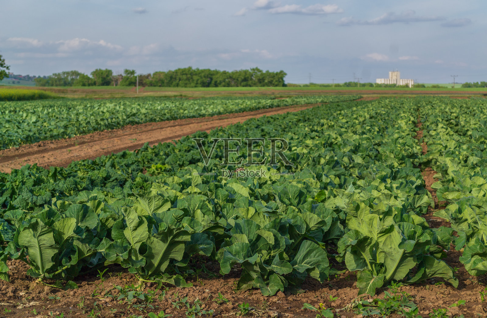 阳光明媚的日子里，绿卷心菜田里排列着一排排蔬菜照片摄影图片