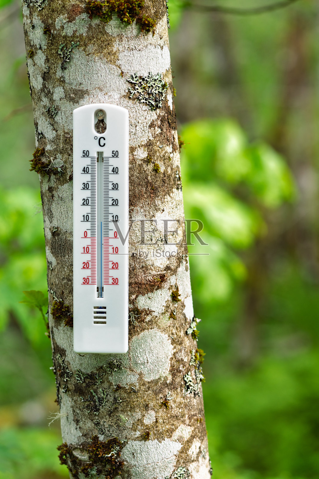 阳光明媚的日子里，安装在树干上的温度计在郁郁葱葱的森林中测量温度照片摄影图片