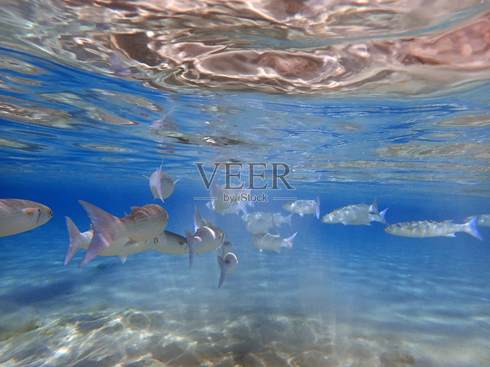 红海中的奶鱼照片摄影图片