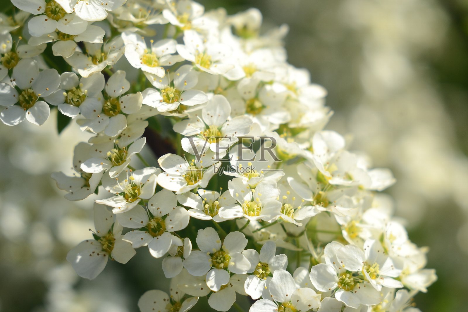 树枝上的白色花朵簇拥在一起照片摄影图片