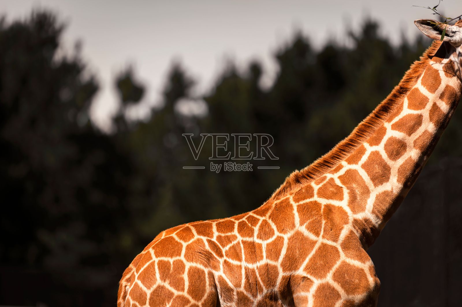 长颈鹿独特花纹的特写镜头。照片摄影图片