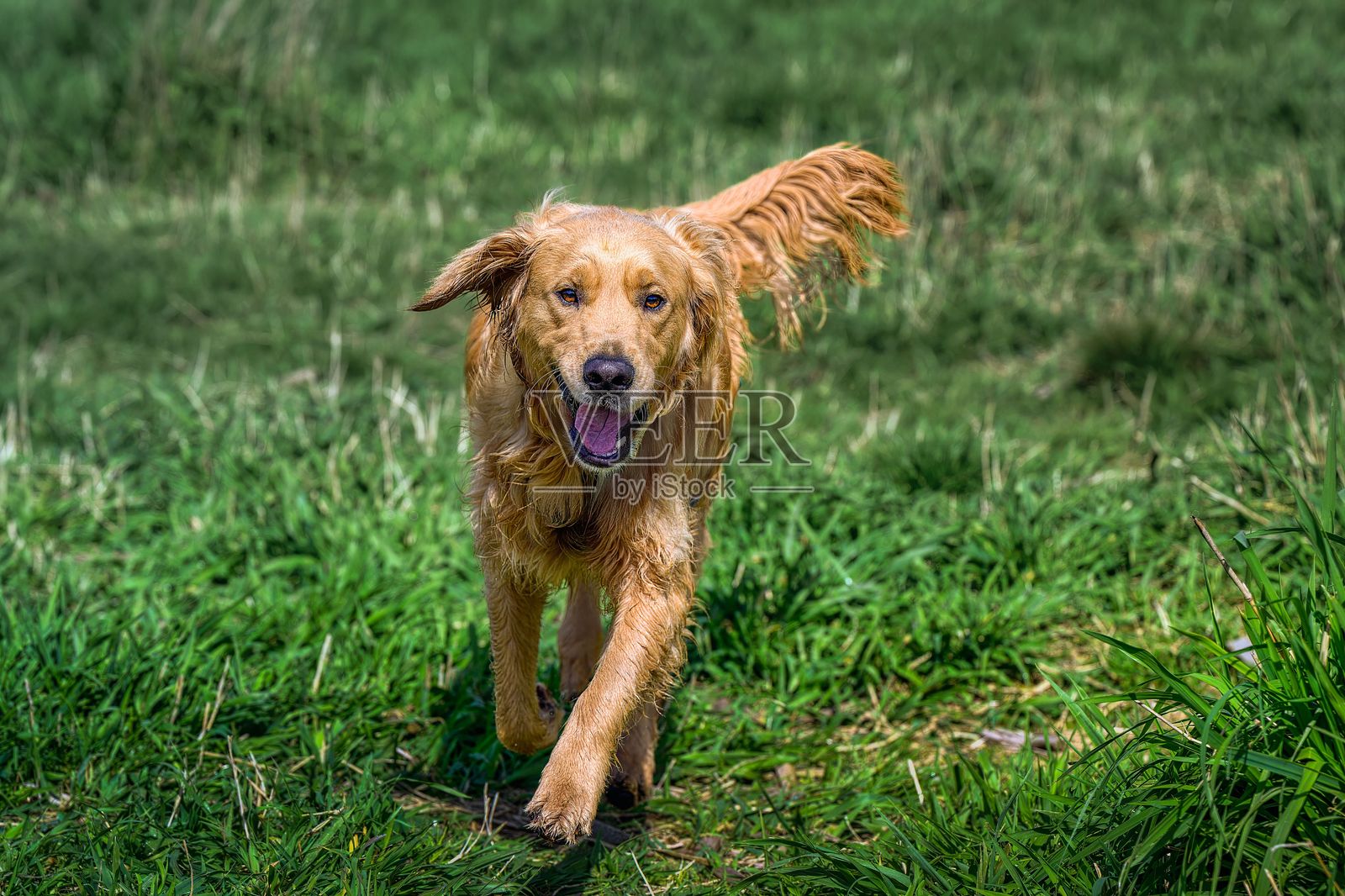 金毛猎犬在绿色田野中快乐地奔跑。照片摄影图片