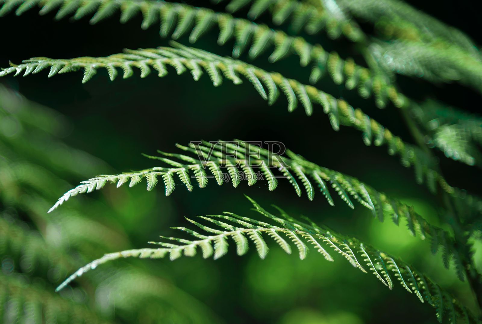 绿色蕨类植物叶子的特写。照片摄影图片