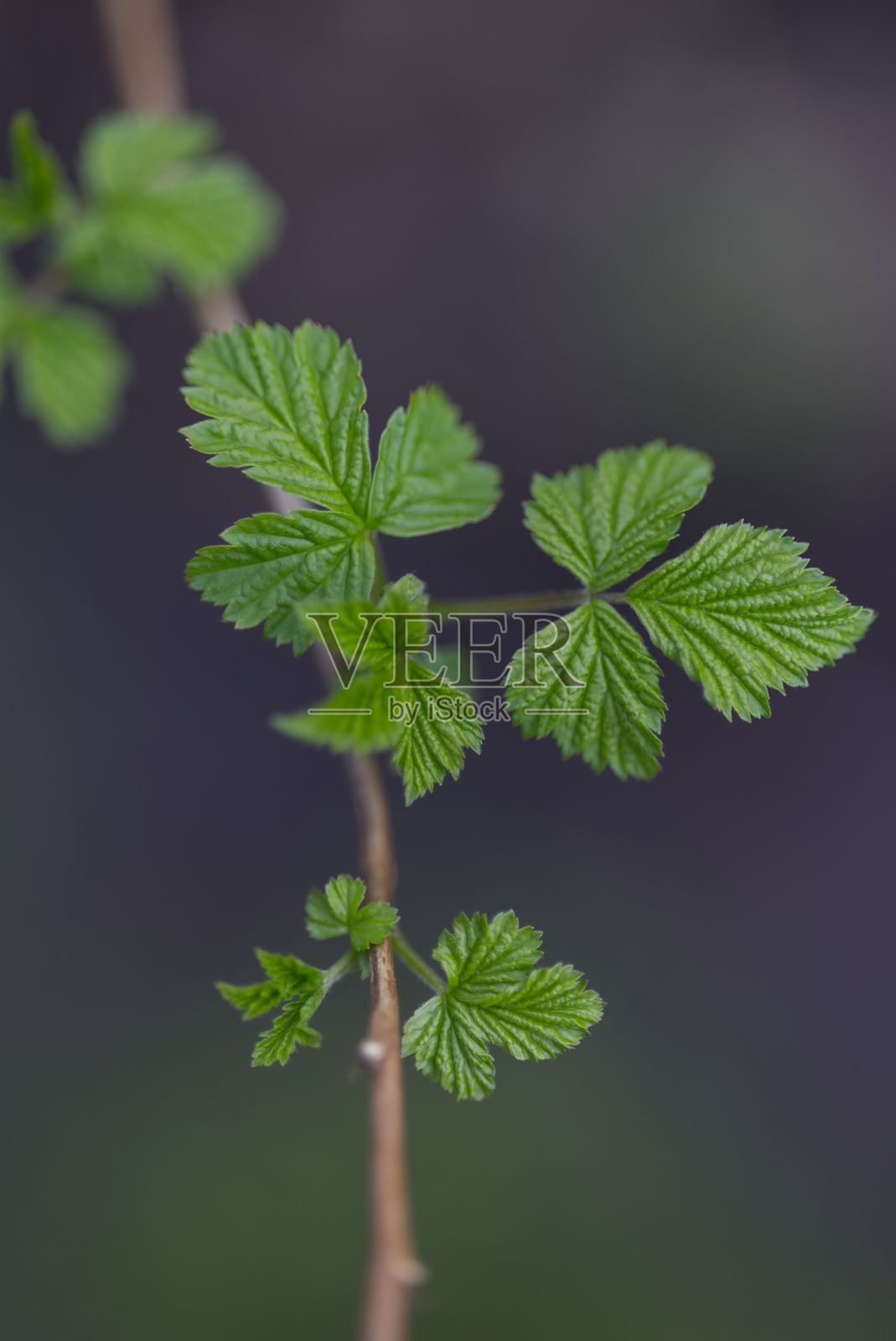 树枝上的新鲜绿叶照片摄影图片