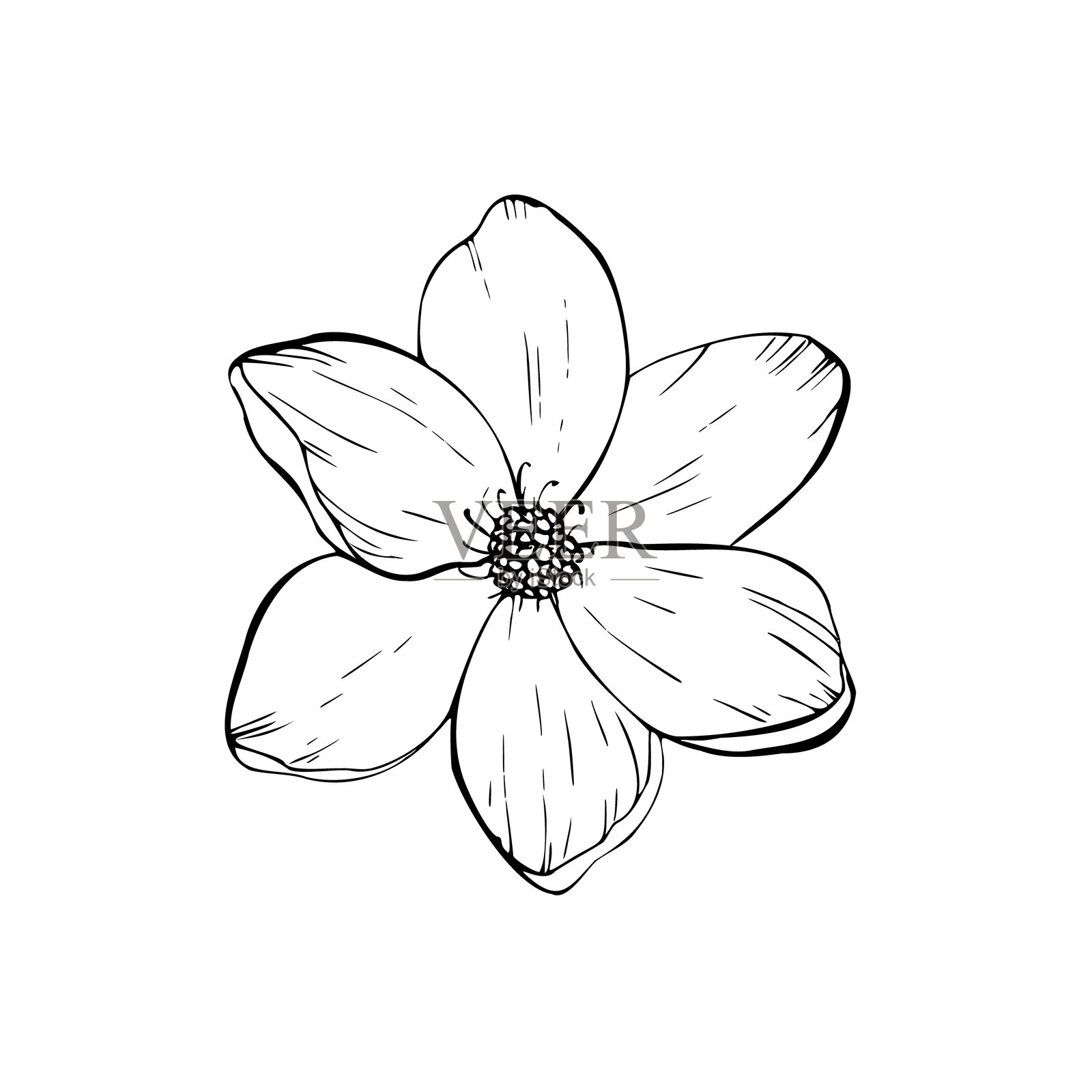 精致花卉矢量图。手绘线条轮廓的木兰花和樱花。图形剪贴画，独立使用。植物学、纹身和婚礼插图。适用于设计师、请柬、装饰、明信片、包装纸、剪贴簿、封面。插画图片素材