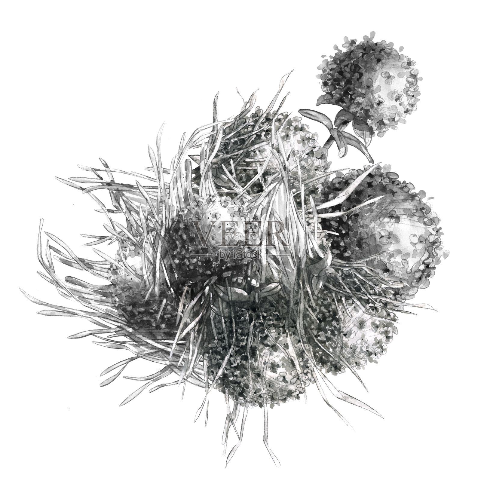 绣球花水彩铅笔(7)插画图片素材