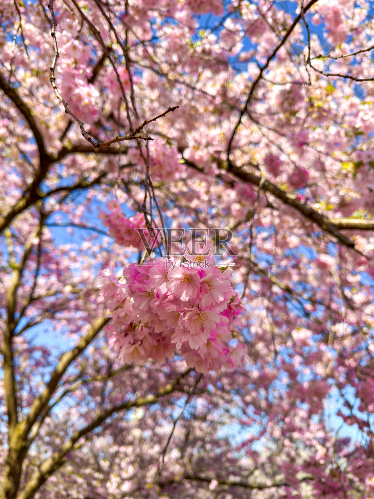 慕尼黑的春季樱花照片摄影图片