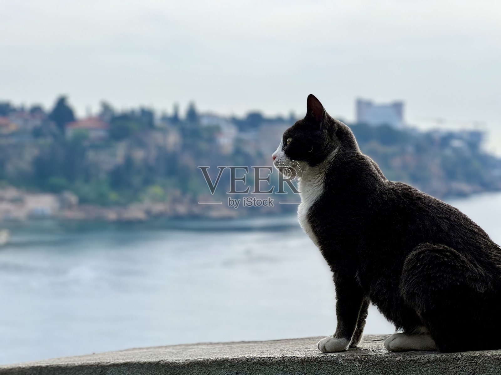 一只流浪猫坐在海景和安塔利亚城市风景的背景下，土耳其照片摄影图片