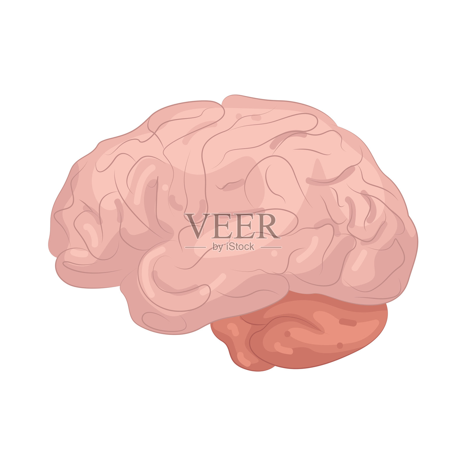 大脑插画图片素材