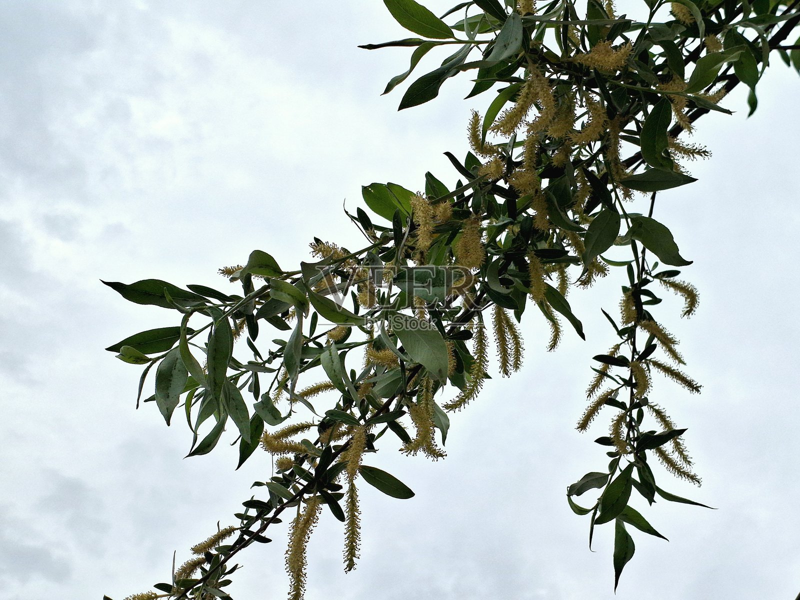 白杨，白色柳树，垂柳，皇家柳，水柳，银柳，金柳，黄柳，黄尾柳，亨廷顿柳，萨利克斯·雷加利斯，萨利克斯·凯鲁利亚，萨利克斯·帕梅奇安娜照片摄影图片