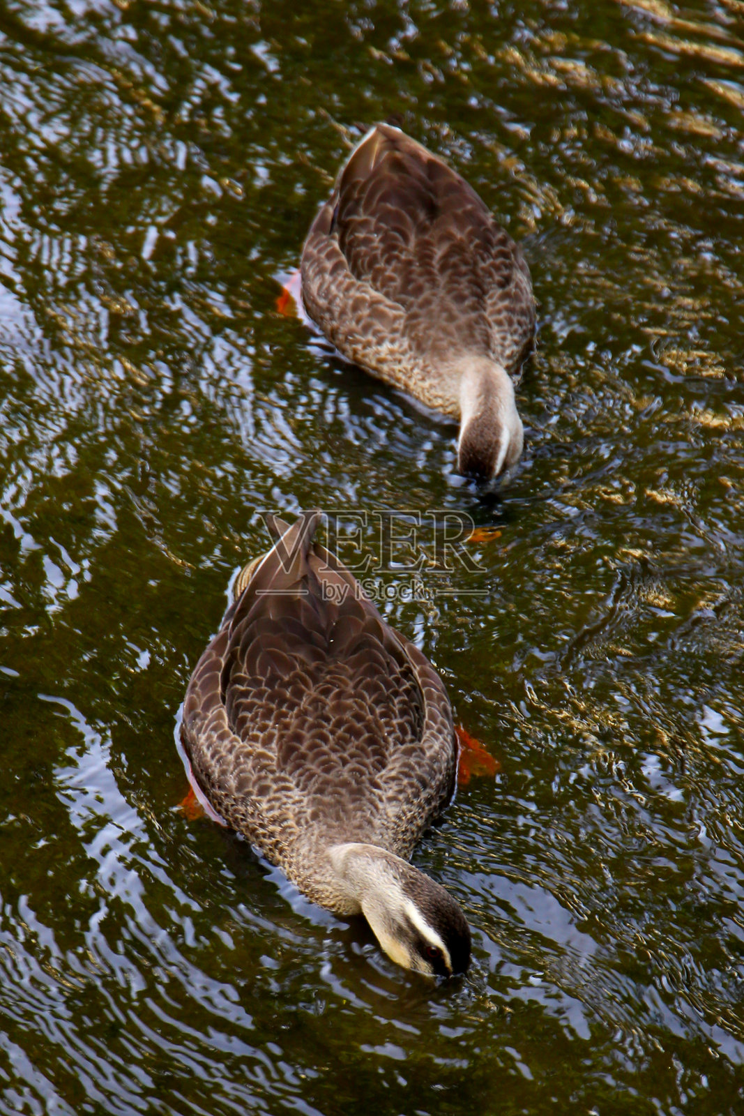 东京小松川境川水公园的东斑嘴鸭照片摄影图片