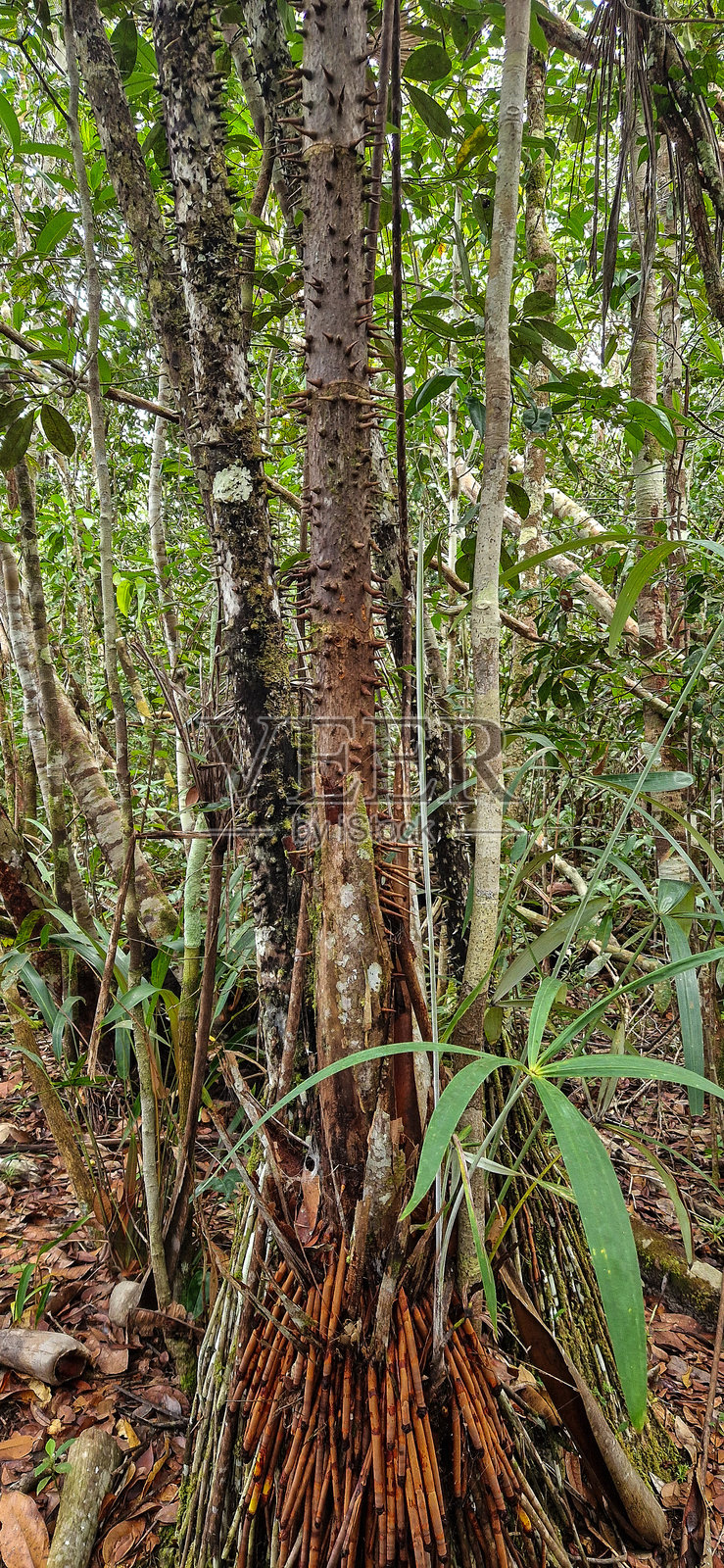 巴西亚马逊地区马瑙斯附近的总统菲格雷多的鹦鹉瀑布照片摄影图片