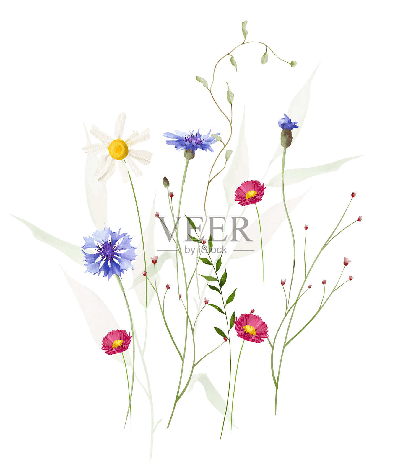 水彩花卉花束。草地上的蓝色矢车菊、雏菊、洋甘菊、野花、绿色枝条和叶子。插画图片素材