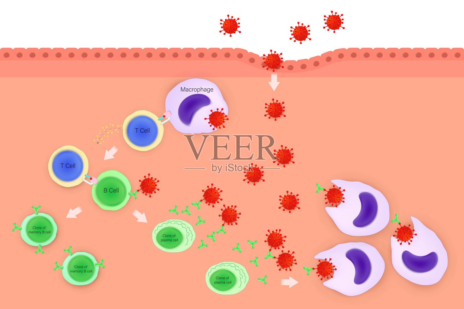 体液免疫反应。体液免疫的阶段。吞噬细胞、T细胞、B细胞、记忆B细胞、浆细胞和抗体。人类免疫系统。插画图片素材