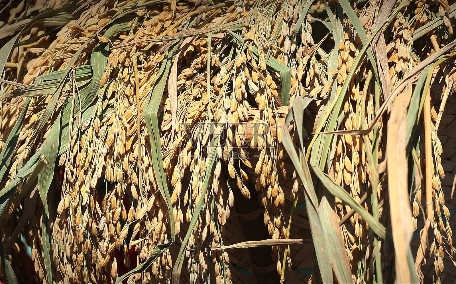 新鲜收割的稻米照片摄影图片