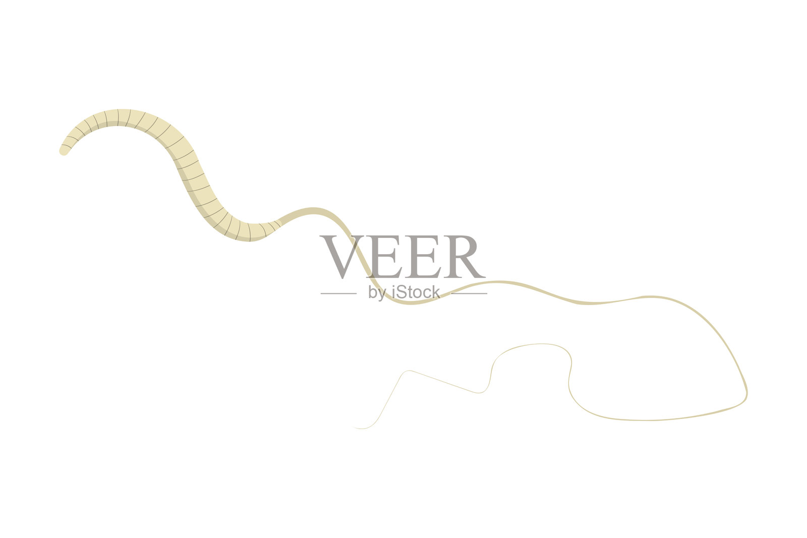 鞭虫，Trichuris trichiura，导致人类感染鞭虫病插画图片素材