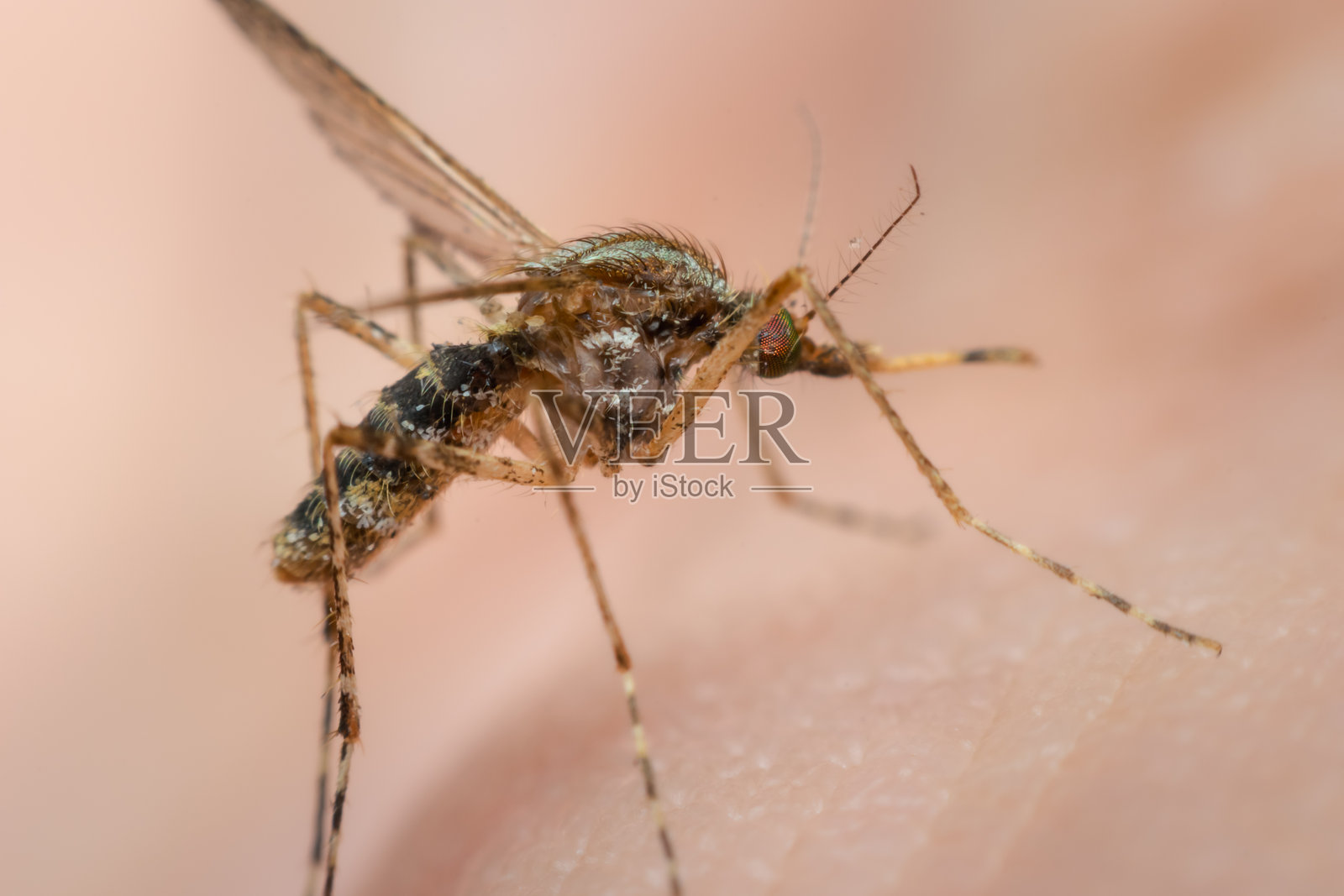 蚊子（埃及伊蚊）吸血的特写镜头照片摄影图片