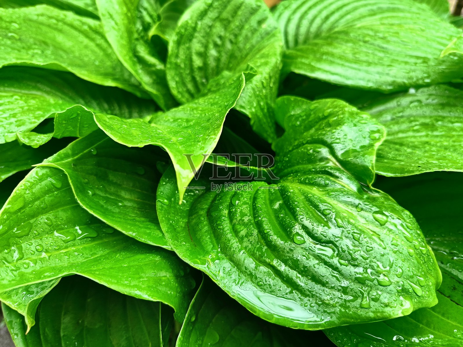 露珠滴落在多汁的绿色蕨类植物叶子上照片摄影图片