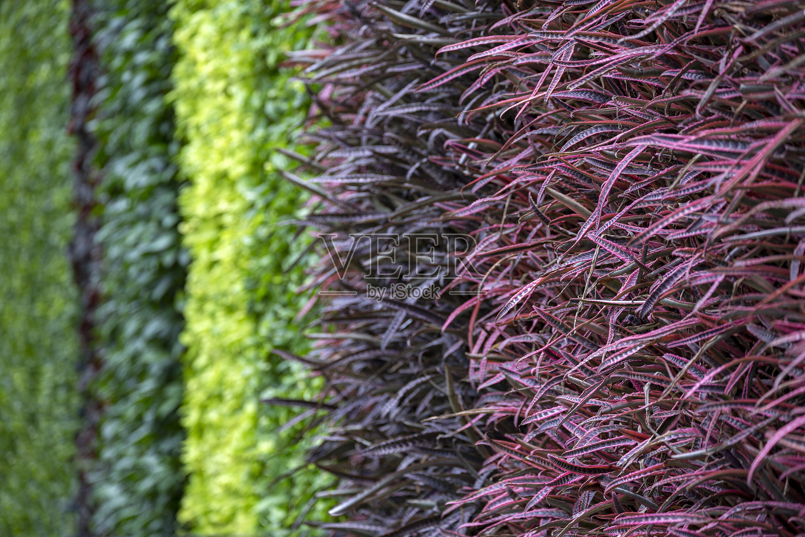 色彩斑斓的垂直花园墙面装饰。照片摄影图片