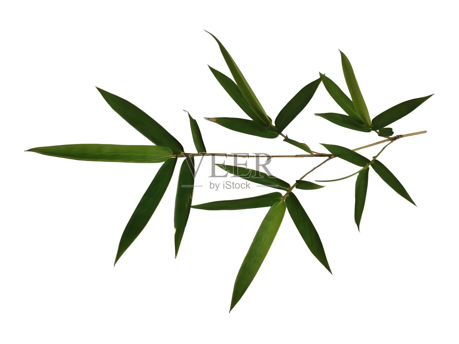 白色背景上的绿色竹叶照片摄影图片