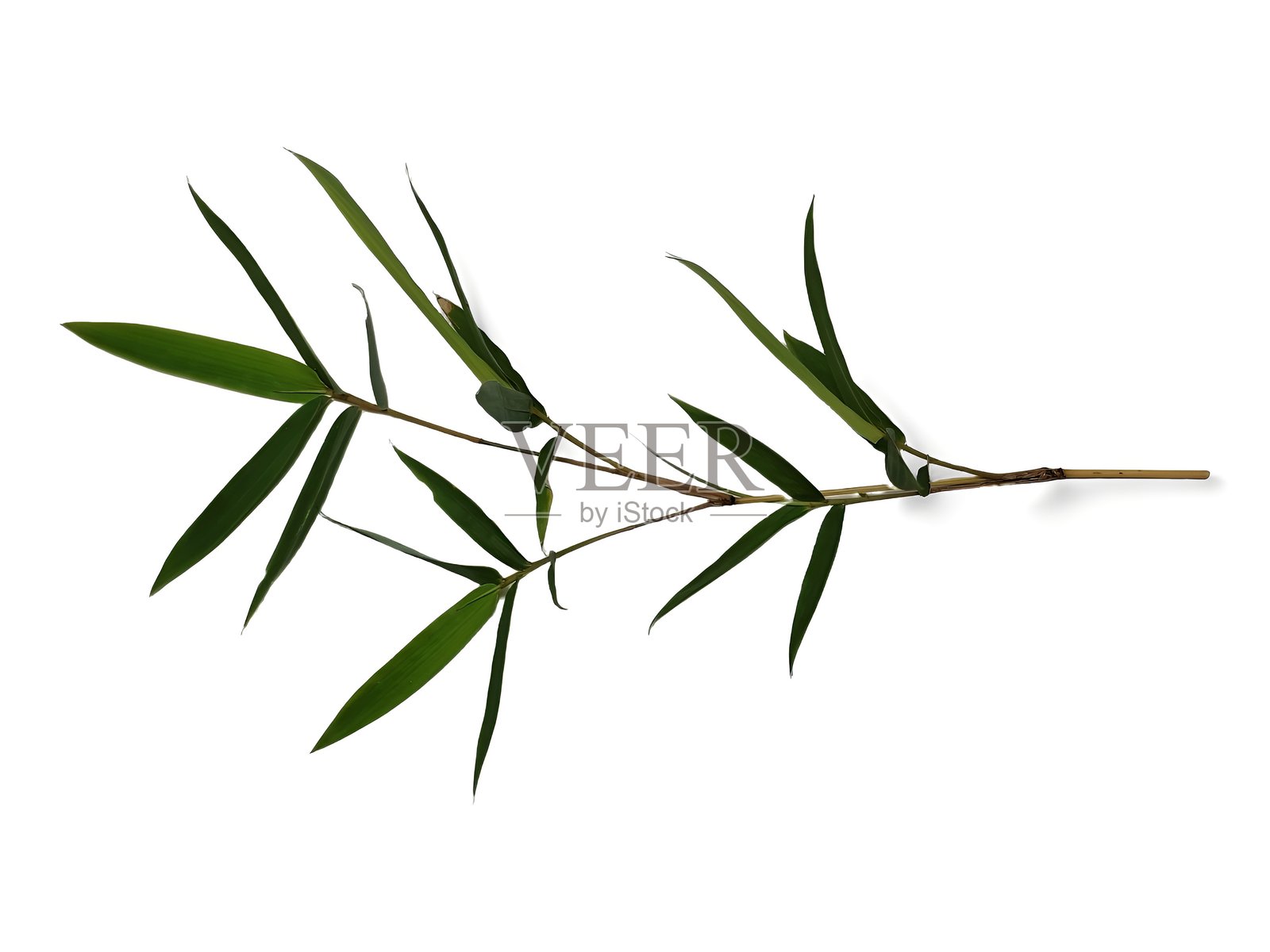 白色背景上的绿色竹叶照片摄影图片