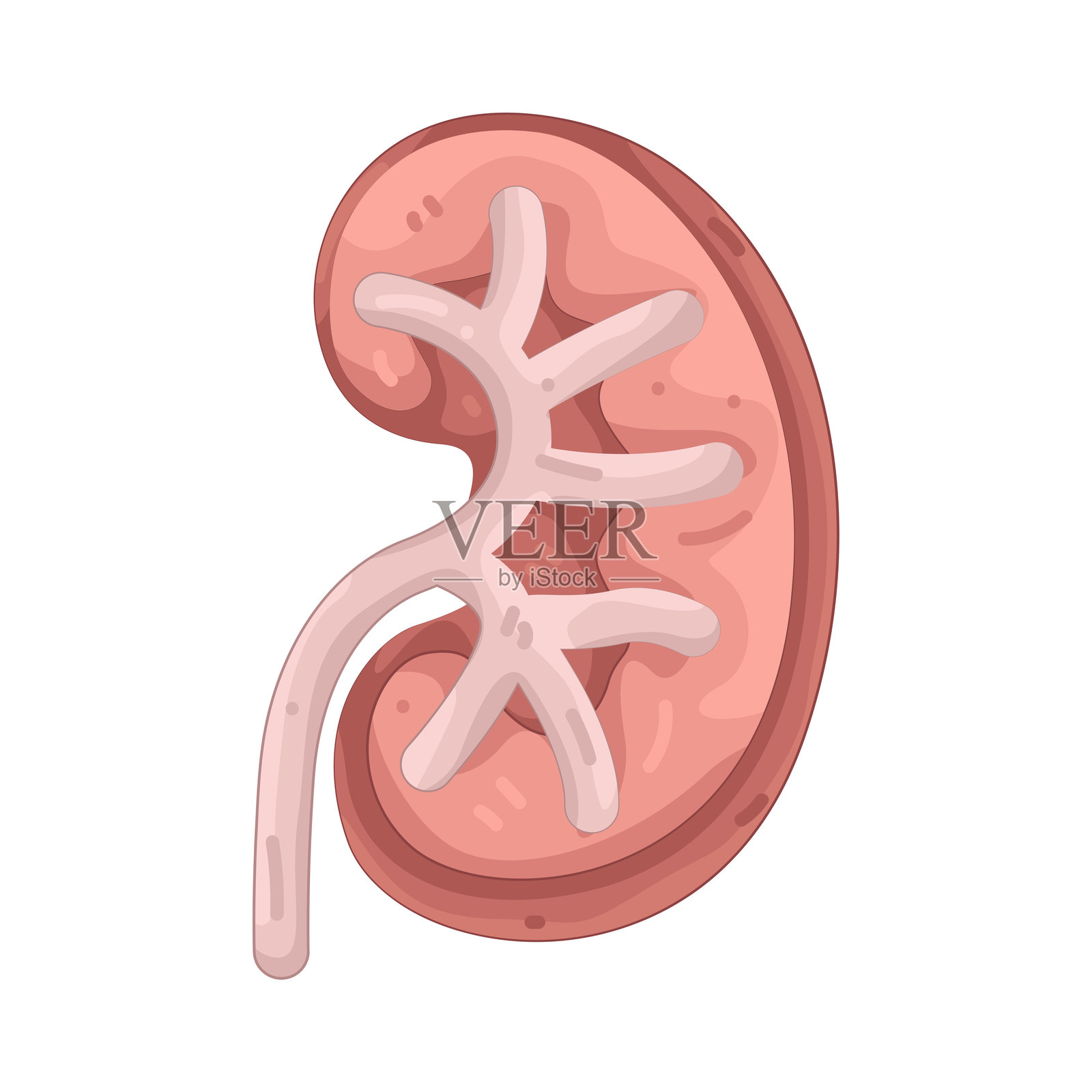 肾脏插画图片素材