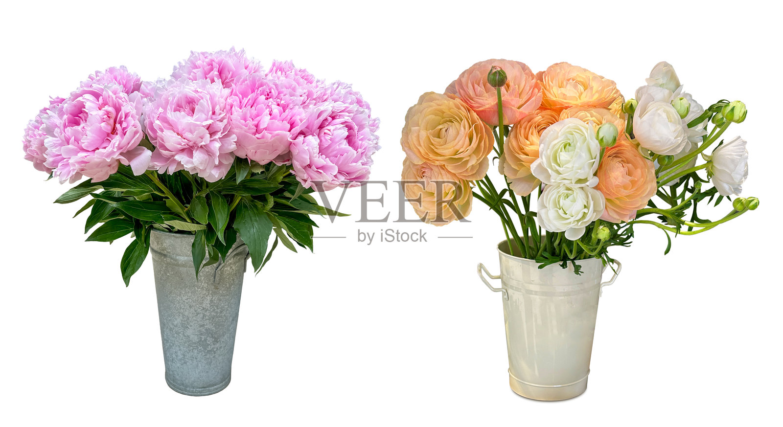 白色背景下的中国牡丹和毛茛花剪枝放在桶里照片摄影图片