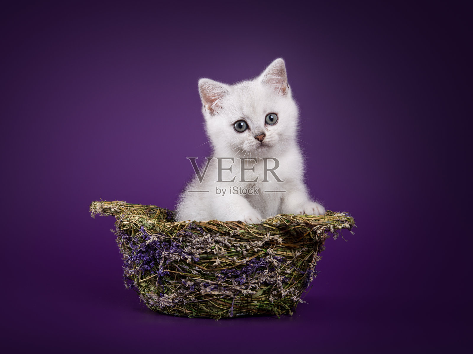 有趣的苏格兰/英国小猫在篮子里，背景孤立照片摄影图片