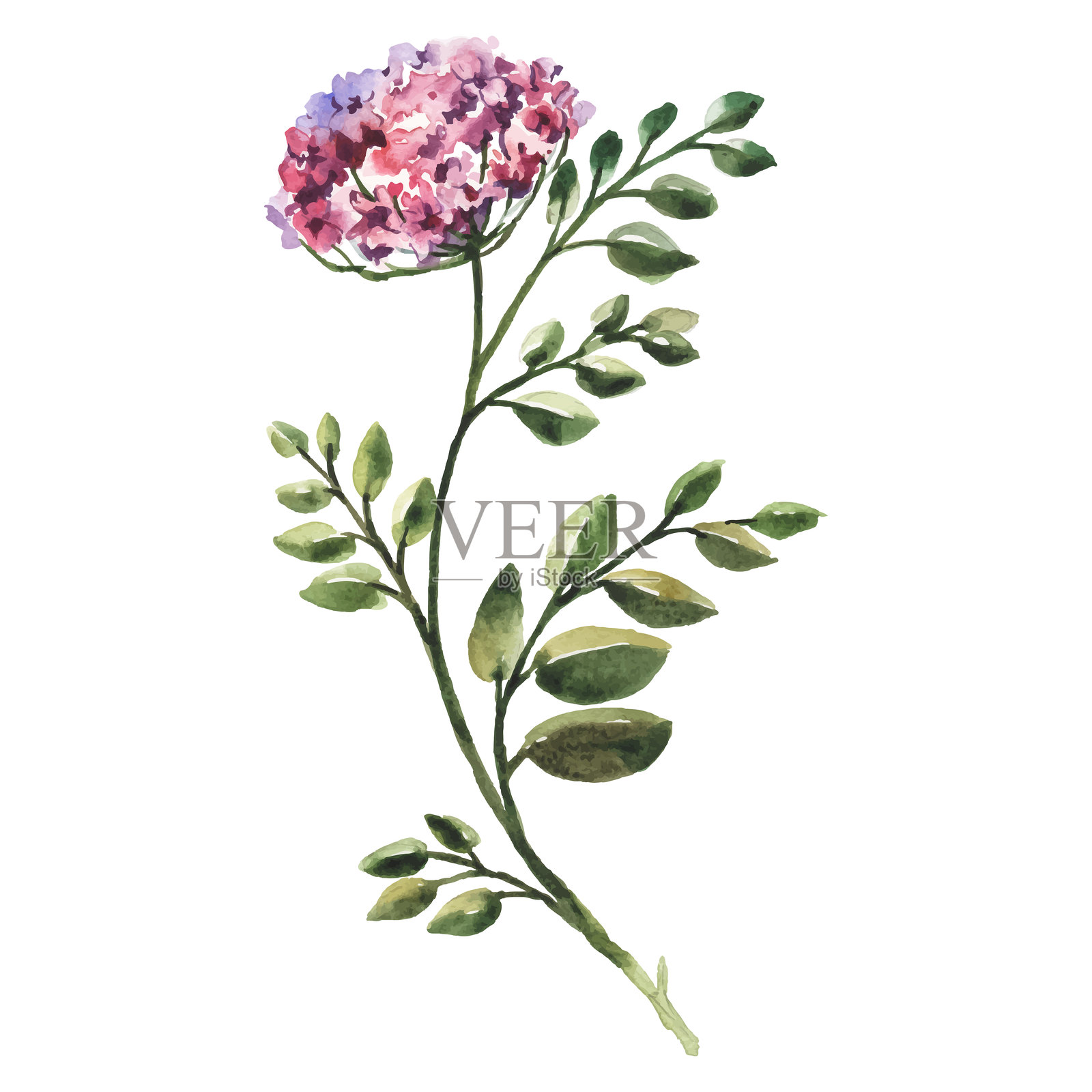 手绘水彩花卉矢量插图，白色背景上的花卉元素插画图片素材