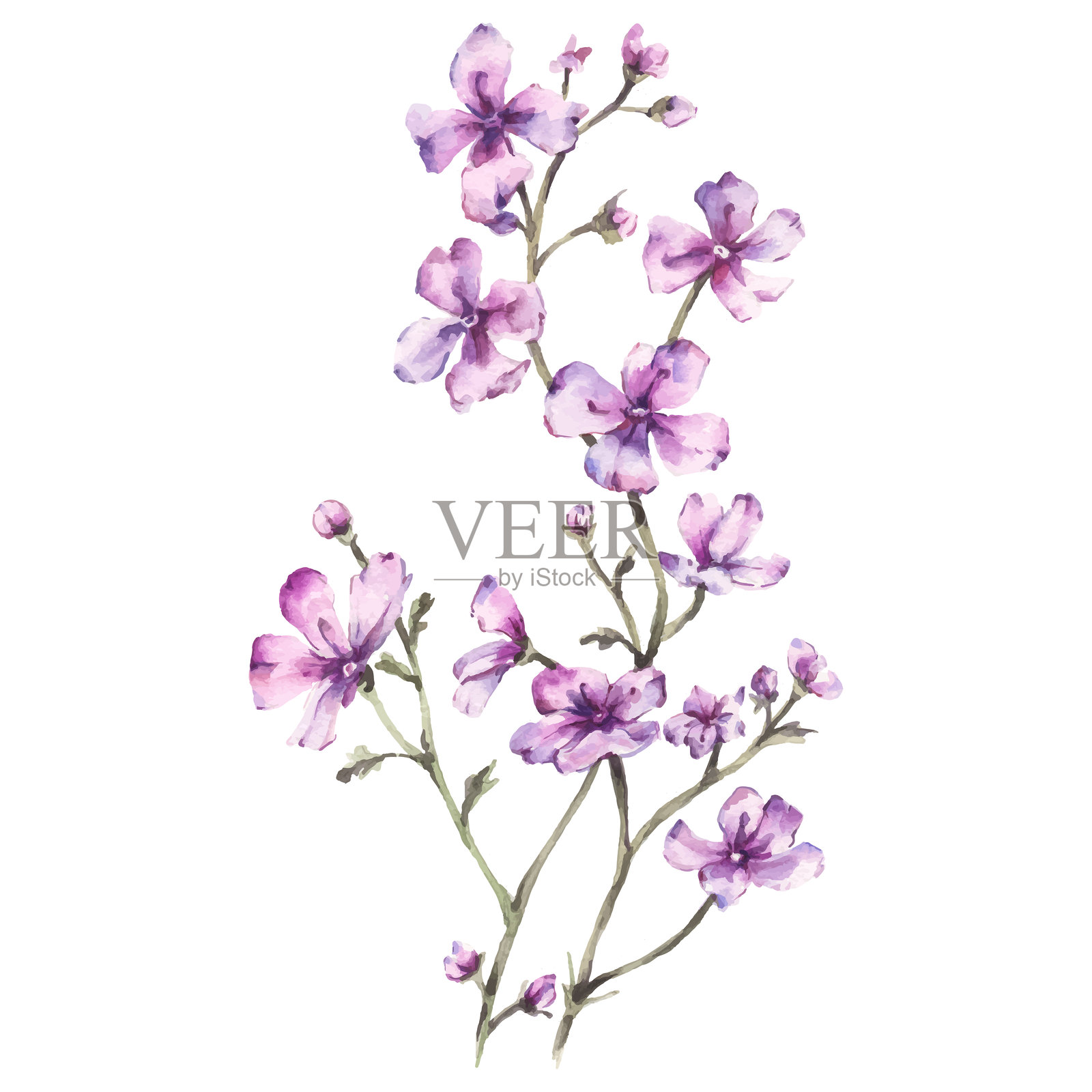 手绘水彩紫色花朵枝条矢量插图，白色背景上的花卉元素插画图片素材