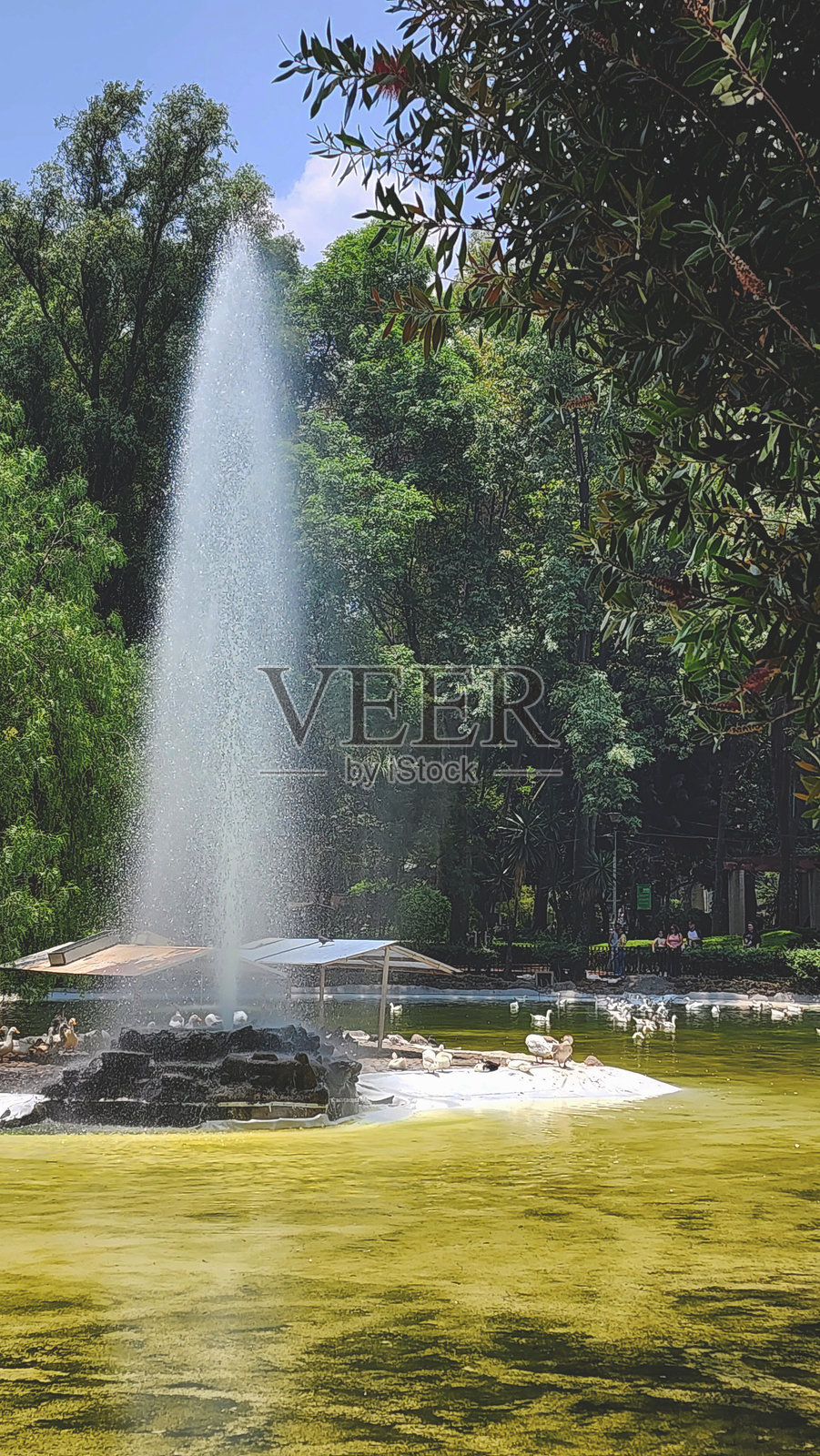 宁静公园中的喷泉和水鸟照片摄影图片