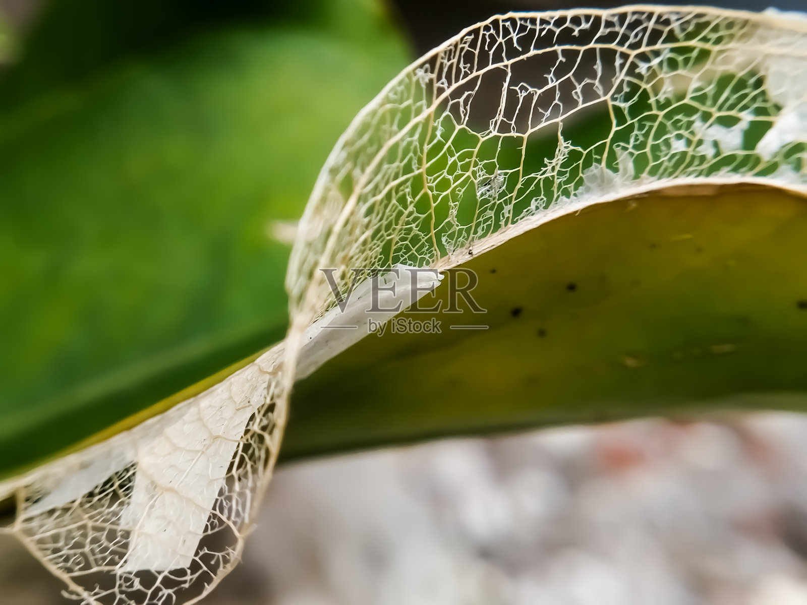 腐烂的叶子的特写。腐烂的叶子形成了叶子骨架。模糊的背景。照片摄影图片