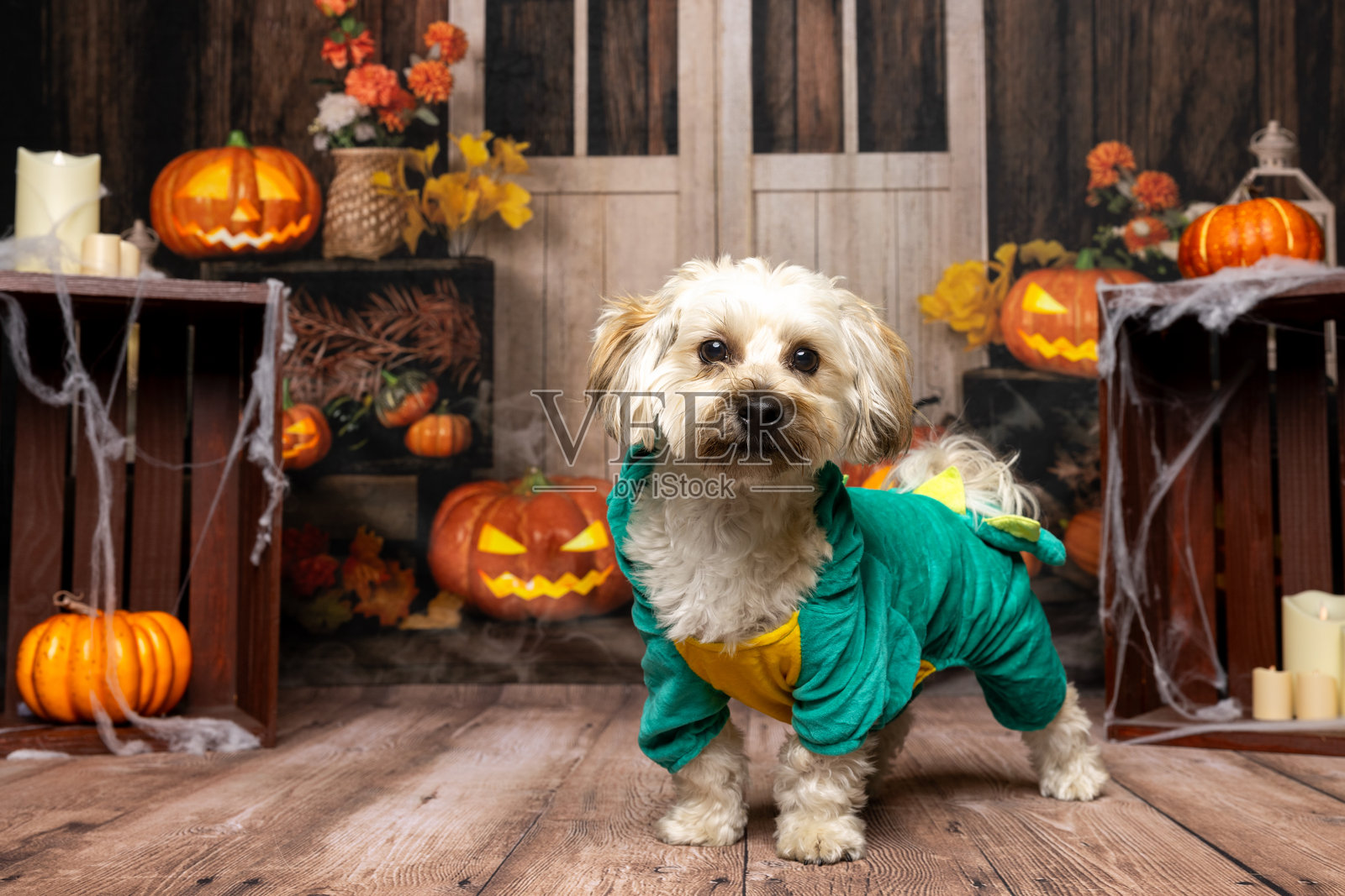 穿着绿色服装的狗与南瓜一起照片摄影图片