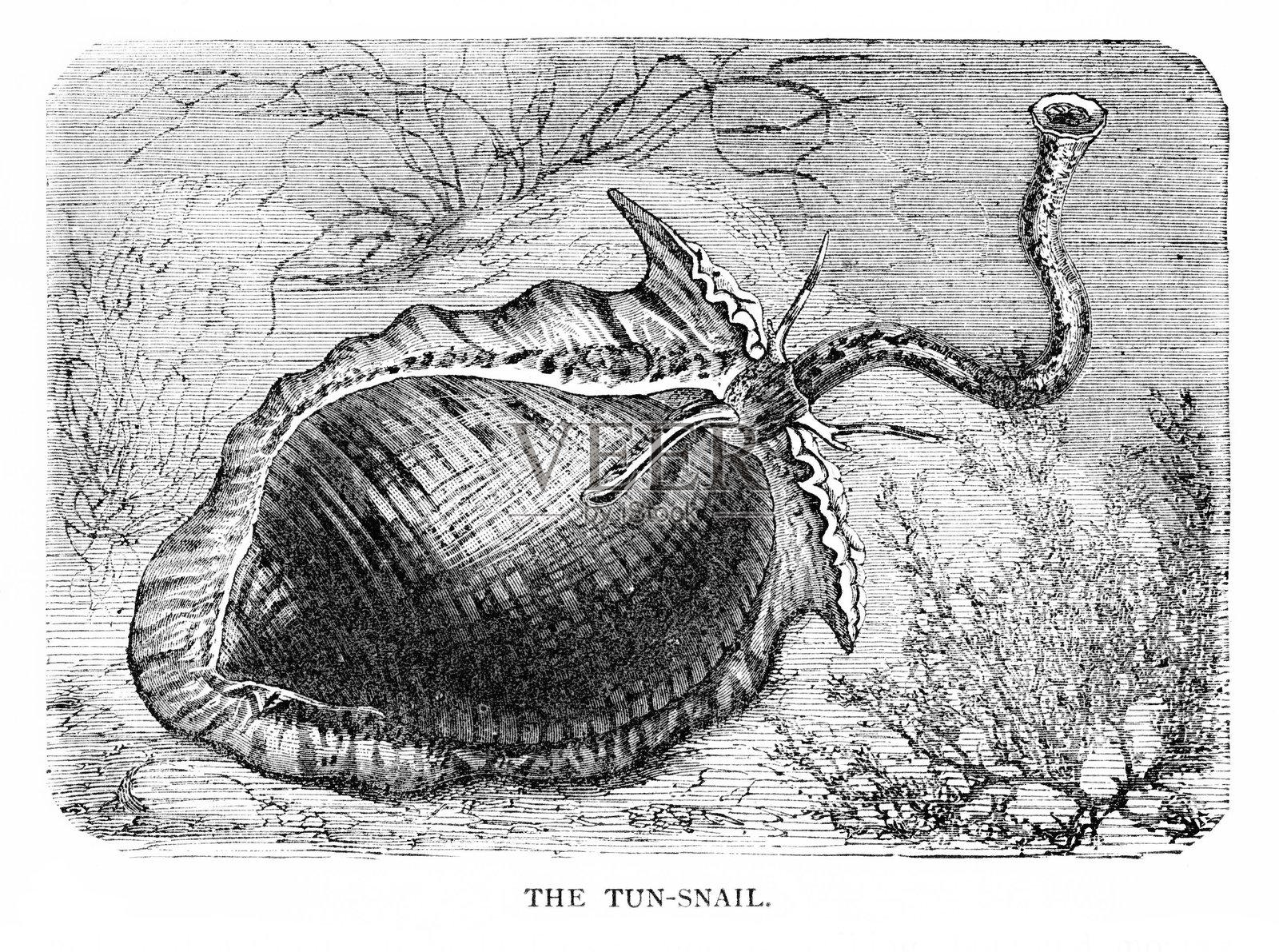 海螺，圆螺科，海洋腹足类软体动物插画图片素材