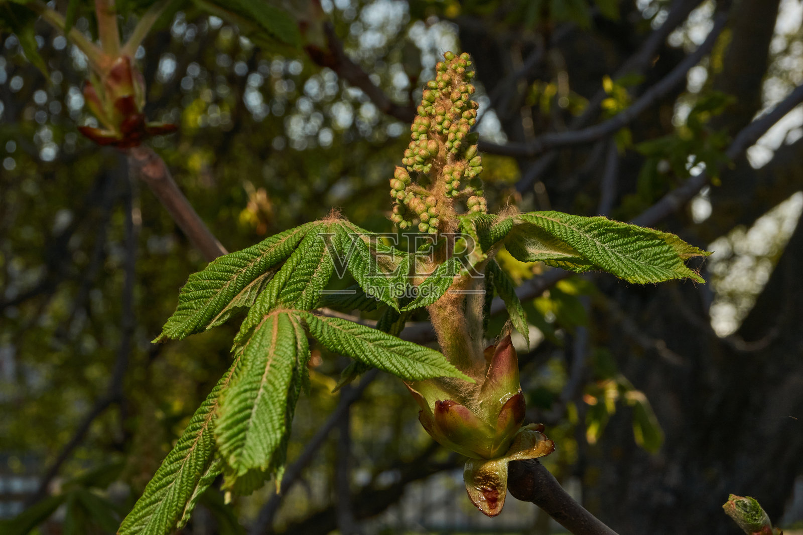 栗花苞绽放，花序出现。照片摄影图片