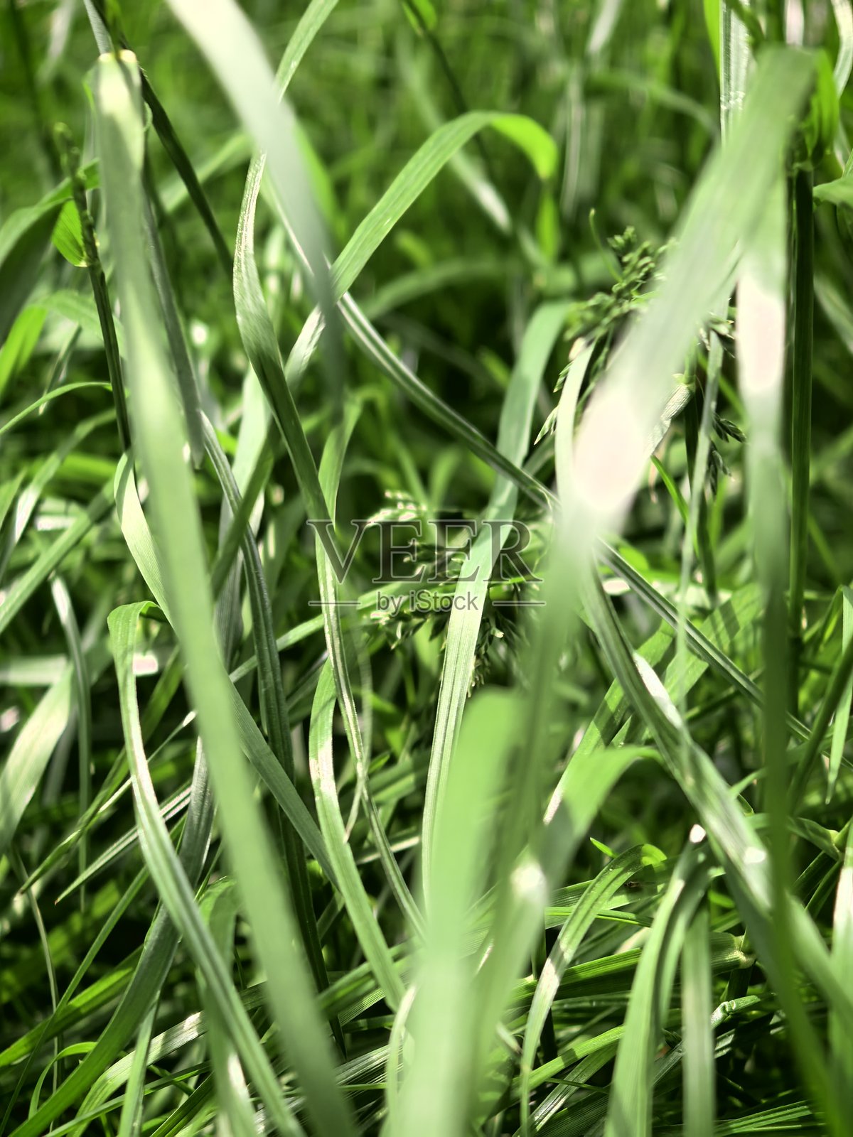 草、叶子、阳光、光影、眩光、微距摄影、自然、植物、美学、光影、用于网站、用于博客、用于视频、用于视觉、美丽、香气照片摄影图片