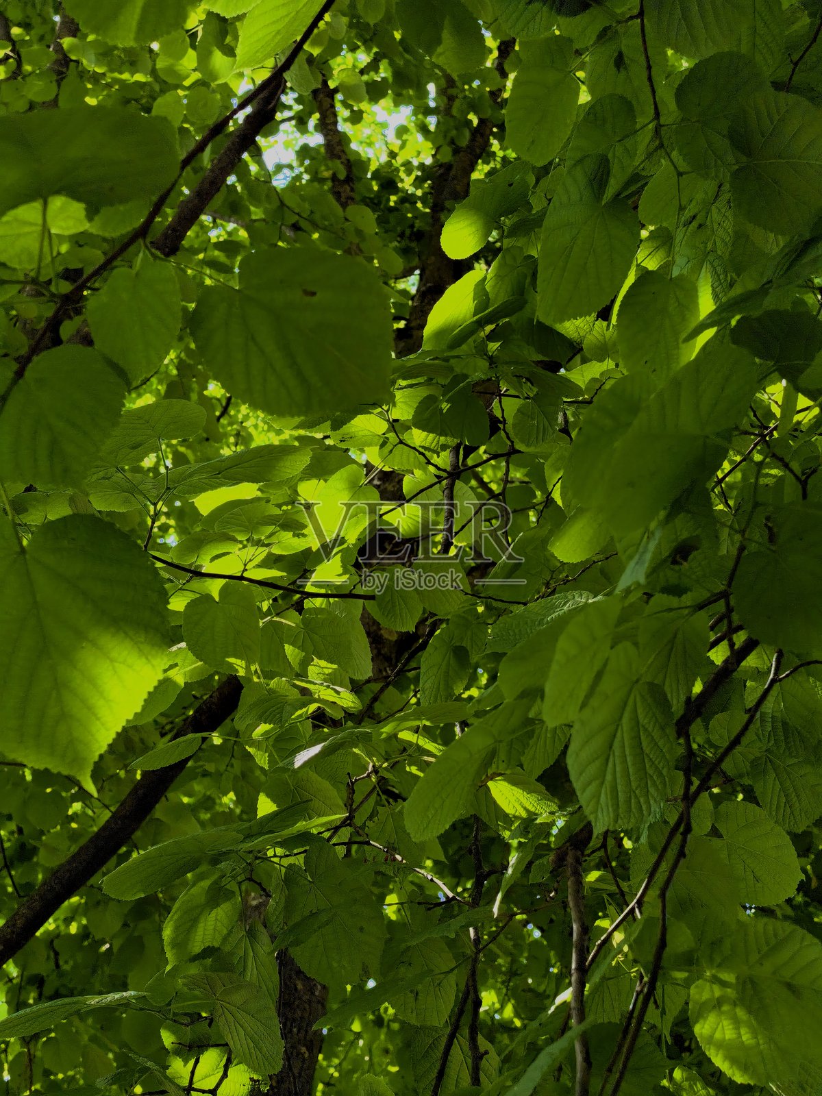 草、叶子、阳光、光影、眩光、微距摄影、自然、植物、美学、光影、用于网站、用于博客、用于视频、用于视觉、美丽、香气照片摄影图片