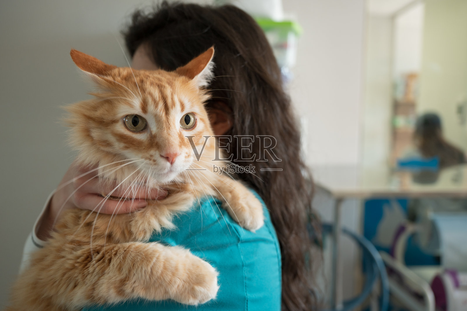 兽医在兽医诊所抱着一只姜黄色的猫。照片摄影图片
