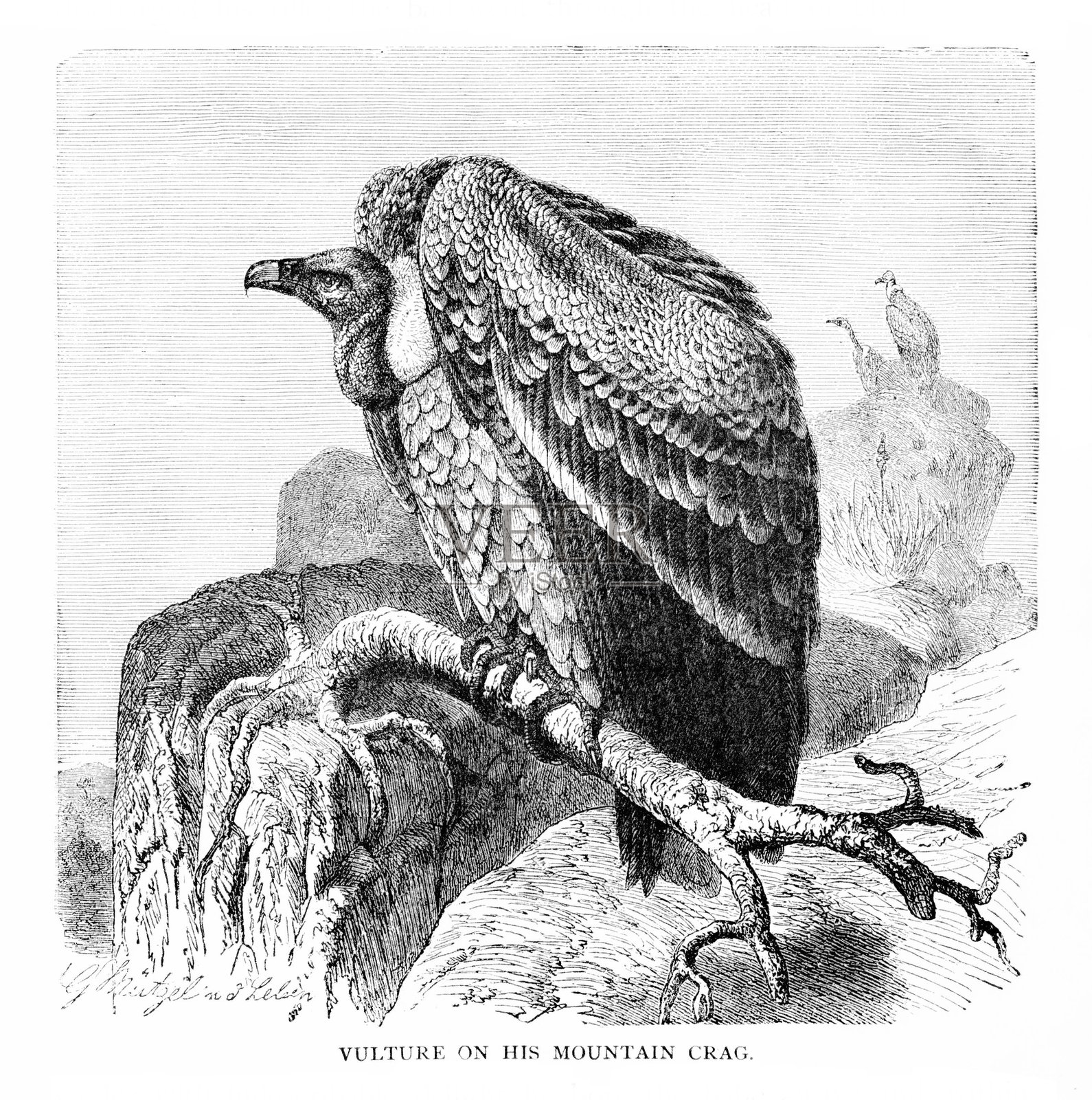 秃鹫栖息在山中插画图片素材