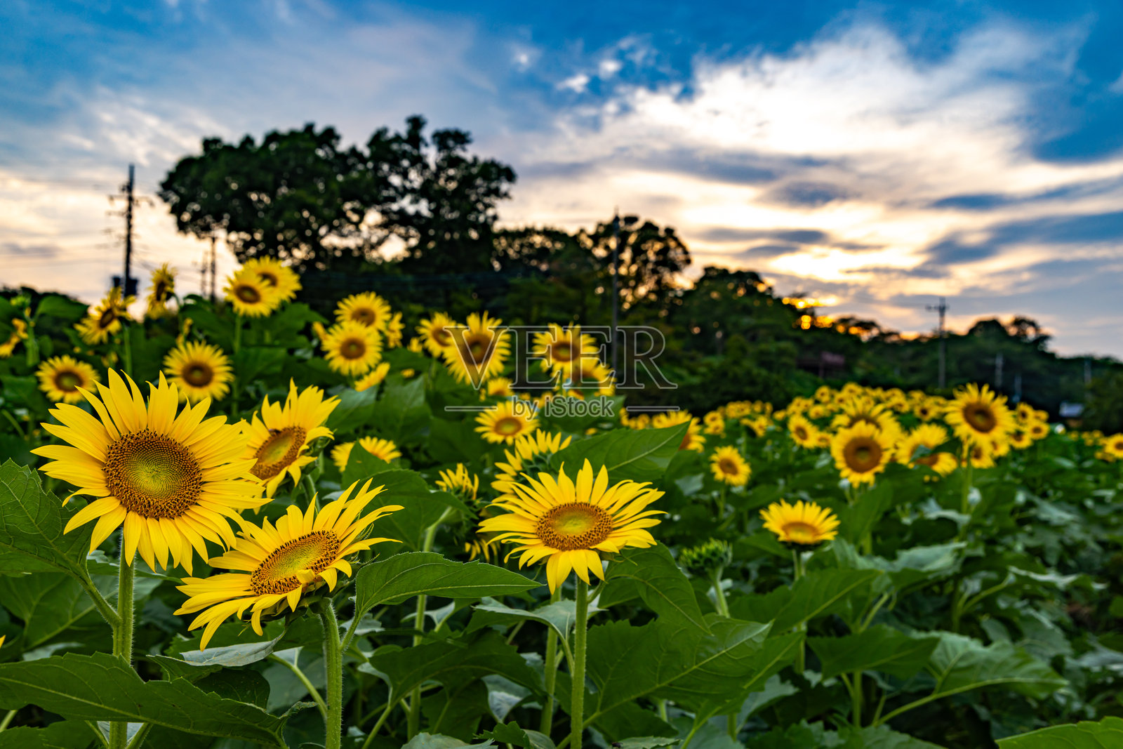 明野山农业公园的向日葵照片摄影图片