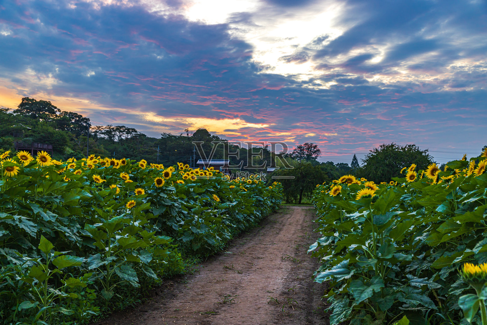 明野山农业公园的向日葵照片摄影图片