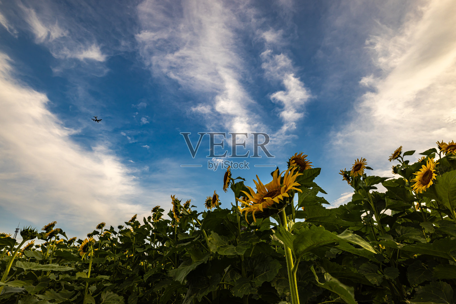 明野山农业公园的向日葵照片摄影图片