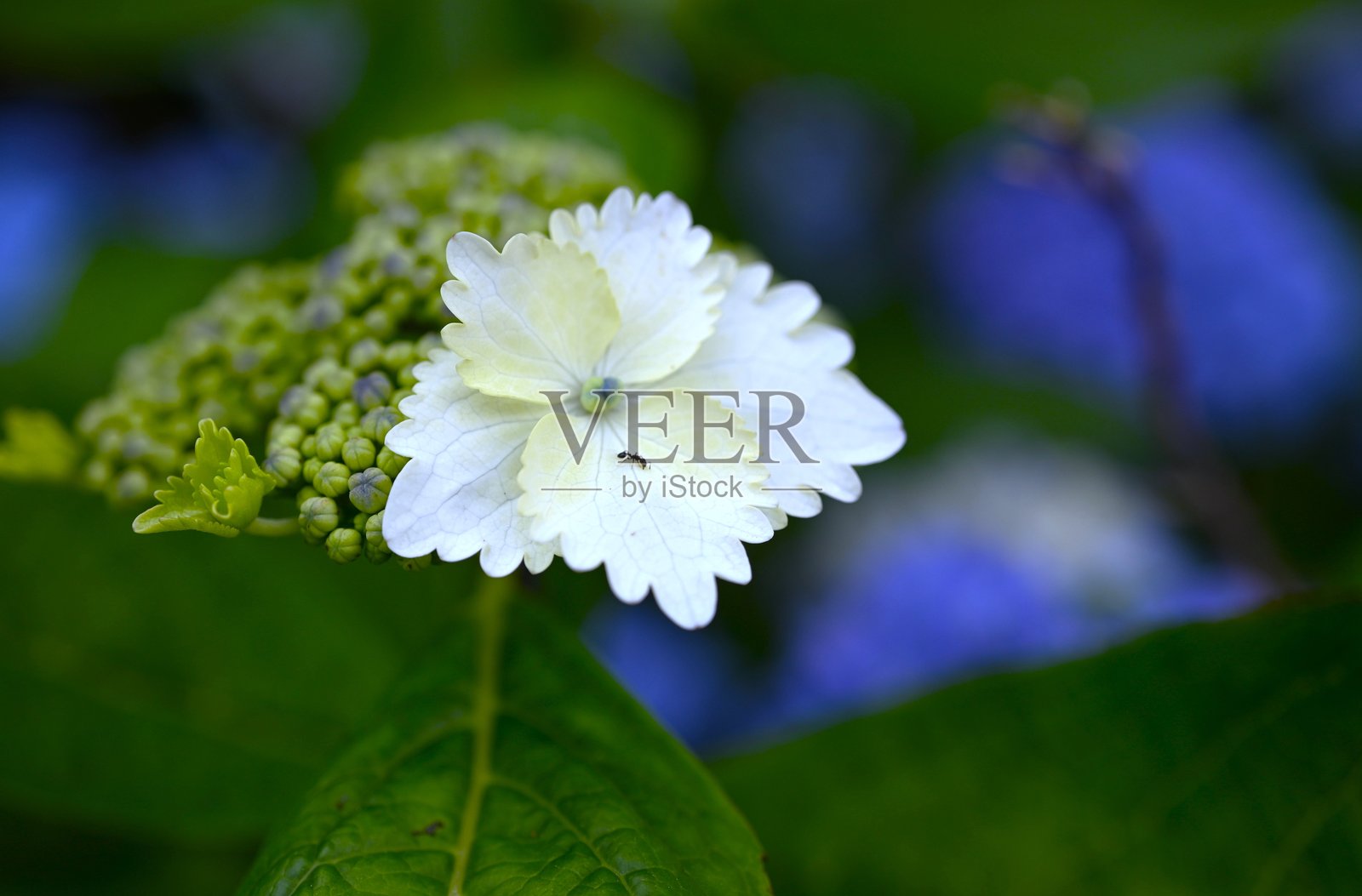 一朵绣球花的特写图像。照片摄影图片