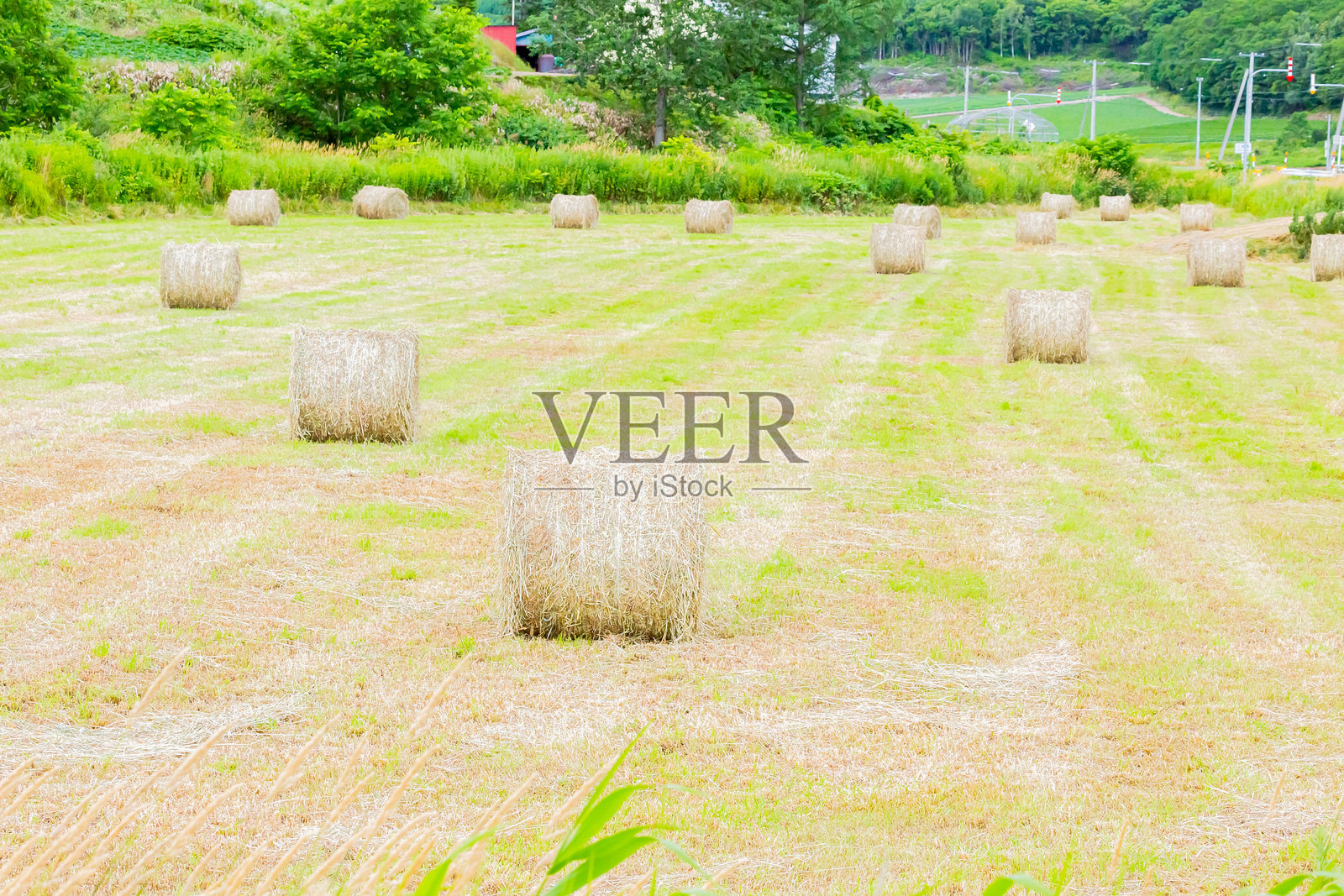 田野中的麦秸照片摄影图片